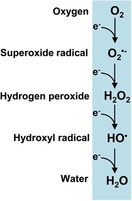 Plant Peroxisomes: A Factory of Reactive Species